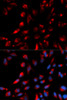 Immunofluorescence analysis of U2OS cells using CPE antibody (19-677) . Blue: DAPI for nuclear staining.