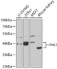 Western blot analysis of extracts of various cell lines, using FHL1 antibody (19-678) at 1:1000 dilution.<br/>Secondary antibody: HRP Goat Anti-Rabbit IgG (H+L) at 1:10000 dilution.<br/>Lysates/proteins: 25ug per lane.<br/>Blocking buffer: 3% nonfat dry milk in TBST.<br/>Detection: ECL Basic Kit.<br/>Exposure time: 90s.