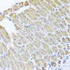 Immunohistochemistry of paraffin-embedded mouse stomach using GFER antibody (19-680) at dilution of 1:100 (40x lens) .