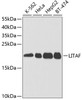 Western blot analysis of extracts of various cell lines, using LITAF antibody (19-683) at 1:1000 dilution.<br/>Secondary antibody: HRP Goat Anti-Rabbit IgG (H+L) at 1:10000 dilution.<br/>Lysates/proteins: 25ug per lane.<br/>Blocking buffer: 3% nonfat dry milk in TBST.<br/>Detection: ECL Basic Kit.<br/>Exposure time: 15s.