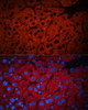 Immunofluorescence analysis of mouse liver using PEX19 antibody (19-687) at dilution of 1:100. Blue: DAPI for nuclear staining.