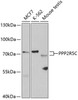 Western blot analysis of extracts of various cell lines, using PPP2R5C antibody (19-690) at 1:1000 dilution.<br/>Secondary antibody: HRP Goat Anti-Rabbit IgG (H+L) at 1:10000 dilution.<br/>Lysates/proteins: 25ug per lane.<br/>Blocking buffer: 3% nonfat dry milk in TBST.<br/>Detection: ECL Basic Kit.<br/>Exposure time: 30s.