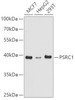 Western blot analysis of extracts of various cell lines, using PSRC1 antibody (19-693) at 1:1000 dilution.<br/>Secondary antibody: HRP Goat Anti-Rabbit IgG (H+L) at 1:10000 dilution.<br/>Lysates/proteins: 25ug per lane.<br/>Blocking buffer: 3% nonfat dry milk in TBST.<br/>Detection: ECL Basic Kit.<br/>Exposure time: 90s.