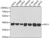 Western blot analysis of extracts of various cell lines, using RFC4 antibody (19-694) at 1:1000 dilution.<br/>Secondary antibody: HRP Goat Anti-Rabbit IgG (H+L) at 1:10000 dilution.<br/>Lysates/proteins: 25ug per lane.<br/>Blocking buffer: 3% nonfat dry milk in TBST.<br/>Detection: ECL Basic Kit.<br/>Exposure time: 10s.