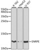 Western blot analysis of extracts of various cell lines, using SNRPE antibody (19-697) at 1:1000 dilution.<br/>Secondary antibody: HRP Goat Anti-Rabbit IgG (H+L) at 1:10000 dilution.<br/>Lysates/proteins: 25ug per lane.<br/>Blocking buffer: 3% nonfat dry milk in TBST.<br/>Detection: ECL Basic Kit.<br/>Exposure time: 60s.