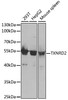 Western blot analysis of extracts of various cell lines, using TXNRD2 antibody (19-698) at 1:1000 dilution.<br/>Secondary antibody: HRP Goat Anti-Rabbit IgG (H+L) at 1:10000 dilution.<br/>Lysates/proteins: 25ug per lane.<br/>Blocking buffer: 3% nonfat dry milk in TBST.<br/>Detection: ECL Basic Kit.<br/>Exposure time: 90s.