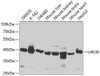 Western blot analysis of extracts of various cell lines, using UROD antibody (19-699) at 1:1000 dilution.<br/>Secondary antibody: HRP Goat Anti-Rabbit IgG (H+L) at 1:10000 dilution.<br/>Lysates/proteins: 25ug per lane.<br/>Blocking buffer: 3% nonfat dry milk in TBST.<br/>Detection: ECL Basic Kit.<br/>Exposure time: 5s.