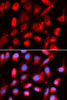Immunofluorescence analysis of U2OS cells using UROD antibody (19-699) . Blue: DAPI for nuclear staining.