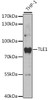 Western blot analysis of extracts of THP-1 cells, using TLE1 antibody (19-702) at 1:1000 dilution.<br/>Secondary antibody: HRP Goat Anti-Rabbit IgG (H+L) at 1:10000 dilution.<br/>Lysates/proteins: 25ug per lane.<br/>Blocking buffer: 3% nonfat dry milk in TBST.<br/>Detection: ECL Basic Kit.<br/>Exposure time: 30s.