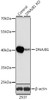 Western blot analysis of extracts from normal (control) and DNAJB1 knockout (KO) 293T cells, using DNAJB1 antibody (19-704) at 1:1000 dilution.<br/>Secondary antibody: HRP Goat Anti-Rabbit IgG (H+L) at 1:10000 dilution.<br/>Lysates/proteins: 25ug per lane.<br/>Blocking buffer: 3% nonfat dry milk in TBST.<br/>Detection: ECL Basic Kit.<br/>Exposure time: 1s.