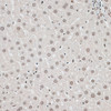 Immunohistochemistry of paraffin-embedded rat liver using CBX6 antibody (19-714) at dilution of 1:100 (40x lens) .