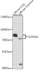 Western blot analysis of extracts of various cell lines, using SCNN1A antibody (19-716) at 1:1000 dilution.<br/>Secondary antibody: HRP Goat Anti-Rabbit IgG (H+L) at 1:10000 dilution.<br/>Lysates/proteins: 25ug per lane.<br/>Blocking buffer: 3% nonfat dry milk in TBST.<br/>Detection: ECL Enhanced Kit.<br/>Exposure time: 90s.