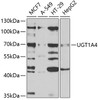 Western blot analysis of extracts of various cell lines, using UGT1A4 antibody (19-725) at 1:1000 dilution.<br/>Secondary antibody: HRP Goat Anti-Rabbit IgG (H+L) at 1:10000 dilution.<br/>Lysates/proteins: 25ug per lane.<br/>Blocking buffer: 3% nonfat dry milk in TBST.