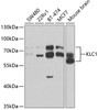 Western blot analysis of extracts of various cell lines, using KLC1 antibody (19-726) at 1:1000 dilution.<br/>Secondary antibody: HRP Goat Anti-Rabbit IgG (H+L) at 1:10000 dilution.<br/>Lysates/proteins: 25ug per lane.<br/>Blocking buffer: 3% nonfat dry milk in TBST.