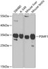Western blot analysis of extracts of various cell lines, using PSMF1 Antibody (19-728) at 1:1000 dilution.<br/>Secondary antibody: HRP Goat Anti-Rabbit IgG (H+L) at 1:10000 dilution.<br/>Lysates/proteins: 25ug per lane.<br/>Blocking buffer: 3% nonfat dry milk in TBST.<br/>Detection: ECL Basic Kit.<br/>Exposure time: 90s.