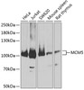 Western blot analysis of extracts of various cell lines, using MCM5 antibody (19-729) at 1:3000 dilution.<br/>Secondary antibody: HRP Goat Anti-Rabbit IgG (H+L) at 1:10000 dilution.<br/>Lysates/proteins: 25ug per lane.<br/>Blocking buffer: 3% nonfat dry milk in TBST.<br/>Detection: ECL Basic Kit.<br/>Exposure time: 30s.