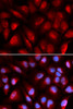 Immunofluorescence analysis of U2OS cells using MCM5 antibody (19-729) . Blue: DAPI for nuclear staining.