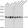 Western blot analysis of extracts of various cell lines, using PSME2 antibody (19-734) at 1:1000 dilution.<br/>Secondary antibody: HRP Goat Anti-Rabbit IgG (H+L) at 1:10000 dilution.<br/>Lysates/proteins: 25ug per lane.<br/>Blocking buffer: 3% nonfat dry milk in TBST.<br/>Detection: ECL Basic Kit.<br/>Exposure time: 90s.
