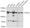 Western blot analysis of extracts of various cell lines, using SKIV2L2 antibody (19-742) at 1:1000 dilution.<br/>Secondary antibody: HRP Goat Anti-Rabbit IgG (H+L) at 1:10000 dilution.<br/>Lysates/proteins: 25ug per lane.<br/>Blocking buffer: 3% nonfat dry milk in TBST.<br/>Detection: ECL Basic Kit.<br/>Exposure time: 60s.