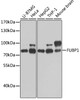 Western blot analysis of extracts of various cell lines, using FUBP1 antibody (19-747) at 1:1000 dilution.<br/>Secondary antibody: HRP Goat Anti-Rabbit IgG (H+L) at 1:10000 dilution.<br/>Lysates/proteins: 25ug per lane.<br/>Blocking buffer: 3% nonfat dry milk in TBST.<br/>Detection: ECL Enhanced Kit.<br/>Exposure time: 90s.