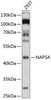 Western blot analysis of extracts of 293T cells, using NAPSA antibody (19-748) at 1:1000 dilution.<br/>Secondary antibody: HRP Goat Anti-Rabbit IgG (H+L) at 1:10000 dilution.<br/>Lysates/proteins: 25ug per lane.<br/>Blocking buffer: 3% nonfat dry milk in TBST.<br/>Detection: ECL Basic Kit.<br/>Exposure time: 3s.