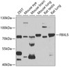 Western blot analysis of extracts of various cell lines, using FBXL5 antibody (19-751) at 1:1000 dilution.<br/>Secondary antibody: HRP Goat Anti-Rabbit IgG (H+L) at 1:10000 dilution.<br/>Lysates/proteins: 25ug per lane.<br/>Blocking buffer: 3% nonfat dry milk in TBST.<br/>Detection: ECL Basic Kit.<br/>Exposure time: 10s.
