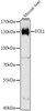 Western blot analysis of extracts of mouse liver, using ECE1 antibody (19-770) at 1:1000 dilution.<br/>Secondary antibody: HRP Goat Anti-Rabbit IgG (H+L) at 1:10000 dilution.<br/>Lysates/proteins: 25ug per lane.<br/>Blocking buffer: 3% nonfat dry milk in TBST.<br/>Detection: ECL Basic Kit.<br/>Exposure time: 10s.