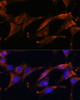 Immunofluorescence analysis of U-2 OS cells using FGG antibody (19-773) at dilution of 1:100. Blue: DAPI for nuclear staining.