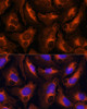 Immunofluorescence analysis of NIH/3T3 cells using FGG antibody (19-773) at dilution of 1:100. Blue: DAPI for nuclear staining.
