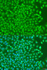 Immunofluorescence analysis of U2OS cells using NKX2-5 antibody (19-777) at dilution of 1:100. Blue: DAPI for nuclear staining.