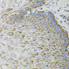 Immunohistochemistry of paraffin-embedded human esophagus using EPO antibody (19-780) (40x lens) .