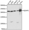 Western blot analysis of extracts of various cell lines, using IQGAP1 antibody (19-788) at 1:1000 dilution.<br/>Secondary antibody: HRP Goat Anti-Rabbit IgG (H+L) at 1:10000 dilution.<br/>Lysates/proteins: 25ug per lane.<br/>Blocking buffer: 3% nonfat dry milk in TBST.<br/>Detection: ECL Basic Kit.<br/>Exposure time: 10s.