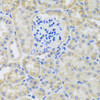 Immunohistochemistry of paraffin-embedded mouse kidney using BNIP3 antibody (19-791) at dilution of 1:100 (40x lens) .