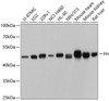 Western blot analysis of extracts of various cell lines, using FH antibody (19-795) at 1:1000 dilution.<br/>Secondary antibody: HRP Goat Anti-Rabbit IgG (H+L) at 1:10000 dilution.<br/>Lysates/proteins: 25ug per lane.<br/>Blocking buffer: 3% nonfat dry milk in TBST.<br/>Detection: ECL Basic Kit.<br/>Exposure time: 1s.