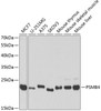 Western blot analysis of extracts of various cell lines, using PSMB4 antibody (19-802) at 1:1000 dilution.<br/>Secondary antibody: HRP Goat Anti-Rabbit IgG (H+L) at 1:10000 dilution.<br/>Lysates/proteins: 25ug per lane.<br/>Blocking buffer: 3% nonfat dry milk in TBST.<br/>Detection: ECL Basic Kit.<br/>Exposure time: 90s.