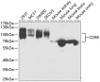 Western blot analysis of extracts of various cell lines, using CD98 antibody (19-804) at 1:1000 dilution.<br/>Secondary antibody: HRP Goat Anti-Rabbit IgG (H+L) at 1:10000 dilution.<br/>Lysates/proteins: 25ug per lane.<br/>Blocking buffer: 3% nonfat dry milk in TBST.<br/>Detection: ECL Basic Kit.<br/>Exposure time: 25s.
