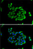 Immunofluorescence analysis of U2OS cells using Heparanase 1 antibody (19-817) . Blue: DAPI for nuclear staining.