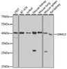Western blot analysis of extracts of various cell lines, using GNA13 antibody (19-832) at 1:500 dilution.<br/>Secondary antibody: HRP Goat Anti-Rabbit IgG (H+L) at 1:10000 dilution.<br/>Lysates/proteins: 25ug per lane.<br/>Blocking buffer: 3% nonfat dry milk in TBST.<br/>Detection: ECL Basic Kit.<br/>Exposure time: 90s.
