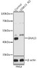 Western blot analysis of extracts from normal (control) and GNA13 knockout (KO) HeLa cells, using GNA13 antibody (19-832) at 1:500 dilution.<br/>Secondary antibody: HRP Goat Anti-Rabbit IgG (H+L) at 1:10000 dilution.<br/>Lysates/proteins: 25ug per lane.<br/>Blocking buffer: 3% nonfat dry milk in TBST.<br/>Detection: ECL Basic Kit.<br/>Exposure time: 10s.