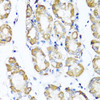 Immunohistochemistry of paraffin-embedded human stomach using ST6GAL1 antibody (19-836) at dilution of 1:100 (40x lens) .