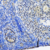 Immunohistochemistry of paraffin-embedded rat ovary using p53 antibody (19-842) at dilution of 1:100 (40x lens) .