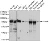 Western blot analysis of extracts of various cell lines, using SLAMF7 antibody (19-857) at 1:3000 dilution.<br/>Secondary antibody: HRP Goat Anti-Rabbit IgG (H+L) at 1:10000 dilution.<br/>Lysates/proteins: 25ug per lane.<br/>Blocking buffer: 3% nonfat dry milk in TBST.<br/>Detection: ECL Basic Kit.<br/>Exposure time: 30s.