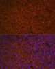 Immunofluorescence analysis of human spleen using SLAMF7 Polyclonal Antibody (19-857) at dilution of 1:100 (40x lens) . Blue: DAPI for nuclear staining.