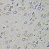 Immunohistochemistry of paraffin-embedded rat brain using COL1A2 antibody (19-858) at dilution of 1:100 (40x lens) .