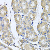 Immunohistochemistry of paraffin-embedded human stomach using BAG5 antibody (19-862) at dilution of 1:100 (40x lens) .