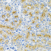 Immunohistochemistry of paraffin-embedded rat kidney using DDX20 Antibody (19-877) at dilution of 1:100 (40x lens) .