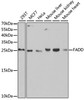 Western blot analysis of extracts of various cell lines, using FADD antibody (19-878) at 1:1000 dilution.<br/>Secondary antibody: HRP Goat Anti-Rabbit IgG (H+L) at 1:10000 dilution.<br/>Lysates/proteins: 25ug per lane.<br/>Blocking buffer: 3% nonfat dry milk in TBST.<br/>Detection: ECL Basic Kit.