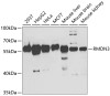 Western blot analysis of extracts of various cell lines, using RMDN3 antibody (19-879) at 1:1000 dilution.<br/>Secondary antibody: HRP Goat Anti-Rabbit IgG (H+L) at 1:10000 dilution.<br/>Lysates/proteins: 25ug per lane.<br/>Blocking buffer: 3% nonfat dry milk in TBST.<br/>Detection: ECL Basic Kit.<br/>Exposure time: 90s.