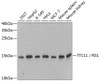 Western blot analysis of extracts of various cell lines, using TTC11 / FIS1 antibody (19-880) at 1:1000 dilution.<br/>Secondary antibody: HRP Goat Anti-Rabbit IgG (H+L) at 1:10000 dilution.<br/>Lysates/proteins: 25ug per lane.<br/>Blocking buffer: 3% nonfat dry milk in TBST.<br/>Detection: ECL Basic Kit.<br/>Exposure time: 180s.