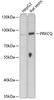 Western blot analysis of extracts of various cell lines, using PRKCQ Antibody (19-889) at 1:1000 dilution.<br/>Secondary antibody: HRP Goat Anti-Rabbit IgG (H+L) at 1:10000 dilution.<br/>Lysates/proteins: 25ug per lane.<br/>Blocking buffer: 3% nonfat dry milk in TBST.<br/>Detection: ECL Basic Kit.<br/>Exposure time: 90s.